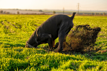 Doberman dog digs its paws and rips teeth pieces of soil in search of a rodent or ground squirrel