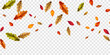 © HNKz - Autumn falling leaves background nature frame