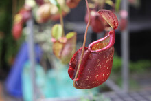 Nepenthes Tree, Tropical Pitcher Plants Growth In Nature