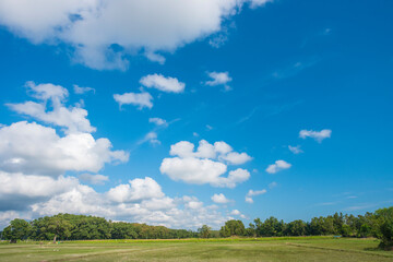 Wall Mural - field and blue sky