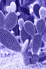 Poster - Exotic cactus trending color purple 2022 close-up, natural background.