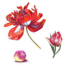 Red Pink Variegated Tulip With A Double Wavy Edge And Juicy Velvet Peach With A Pink Barrel  - Freehand Drawing With Colored Pencils