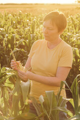 Wall Mural - Female farmer inspecting corn tassel