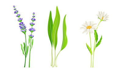 Wall Mural - Set of summer meadow or garden flowers and plants set. Lily of the valley, chamomile, lavender vector illustration