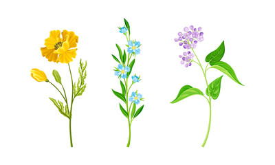 Wall Mural - Set of blooming meadow or garden flowers set vector illustration on white background