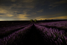 Vast Lavender Field At Springtime Night