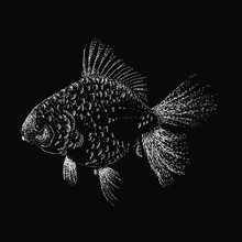 Hand Drawn Gold Fish Vector Illustration Isolated On Black Background