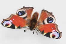 Realistic 3D Render Of Peacock Butterfly