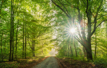 Wall Mural - beautiful morning hike in enchanted green forest, sun shining through morning fog