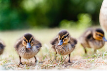 Ducklings On Grass