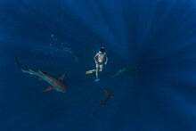 Man Swimming With Nurse Sharks In Deep Blue Sea