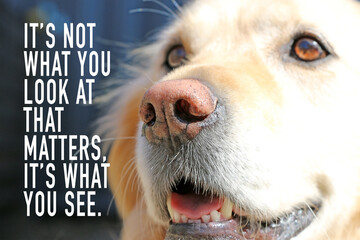 Its Not What You Look At That Matters, Its What You See motivational quote with Golden Retriever dog background