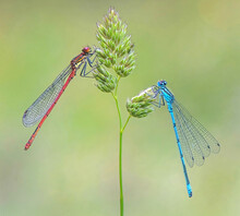 Large Red And Azure Damselflies On A Grass Stalk