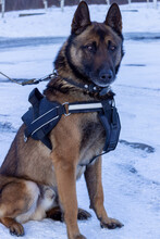 K9 Granola Happy Gotcha Day Cake main image 0