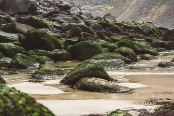 Wall Mural - coastal rocks and stones covered with algae
