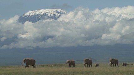 a small herd of elephants under the kilimanjaro mountain