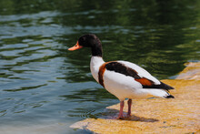 Selective Focus Of Duck Standing In Shallow Water