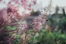 Bee Over Pink Wildflowers