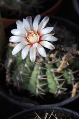 Wall Mural - Cactuses are blooming in the greenhouse. Their flowers are beautiful and delicate