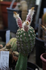 Wall Mural - Many bizarre cacti grow in the greenhouse