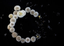 Crescent Shape Made Of Dandelion Seed Heads