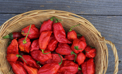 Wall Mural - Basket of Fresh Bhut Jolokia Ghost Chili Peppers at rural farmers market