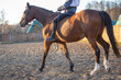 Horse Riding. A young woman rides bareback horses in the paddock, parkour. Bareback in the setting sun. Horse training, whip