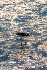 Wall Mural - One Common redshank bird walks in morning sunlight 