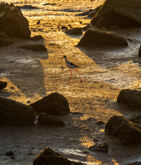 Wall Mural - One Common redshank bird walks in morning sunlight 