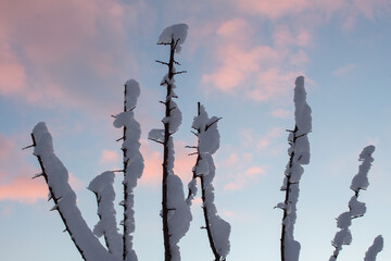 Sticker - branch with snow on the background of the sky