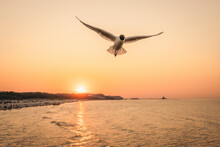 Seagull Flying Near Coast Over Setting Sun