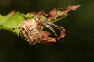 Wall Mural - European garden spider on a leaf