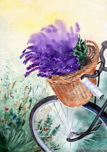 Watercolor Illustration Of A Bicycle With A Wicker Basket Of Purple Lavender In Green Grass With Wildflowers