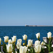 Image of tulips on the shore of the sea bay.