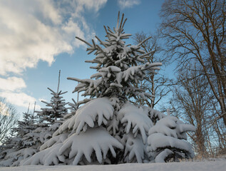 Poster - Fir trees under a snow.