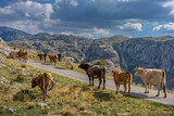 Fototapeta Konie - Cows walking on a mountain road, Montenegro
