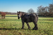 Black Belgian Draft Horse In The Meadow.