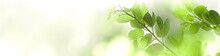 Nature Green Tree Fresh Leaf On Beautiful Blurred Soft Bokeh Sunlight Background With Free Copy Space, Spring Summer Or Environment Cover Page, Template, Web Banner And Header.