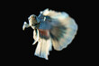 Siamese Fighting Fish (Betta splendens), 'Blue Butterfly Halfmoon Betta'