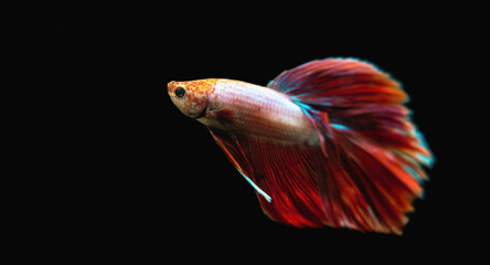 Beautiful male Siamese fighting fish (Betta splendens), 'Red Butterfly Rosetail' variant