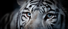 White Bengal Tiger (Panthera Tigris Tigris) In Captivity