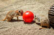 Meerkats playing with a treat ball at the zoo