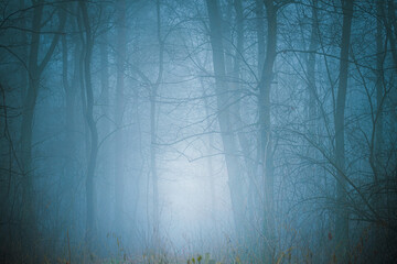 Wall Mural - Foggy autumn forest. Mysterious scenery.