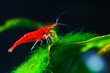 Big fire red or cherry dwarf shrimp with green background in fresh water aquarium tank,
