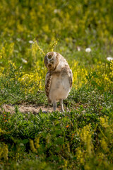 Wall Mural - Burrowing Owl Sideways
