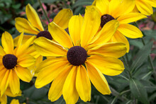 Black Eyed Susan In Bloom During The Summer In A Garden