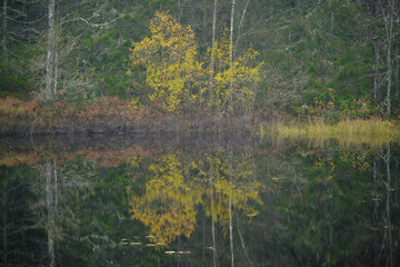 Wall Mural - autumn forest in the morning