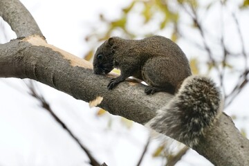 nuisance of taiwan squirrel