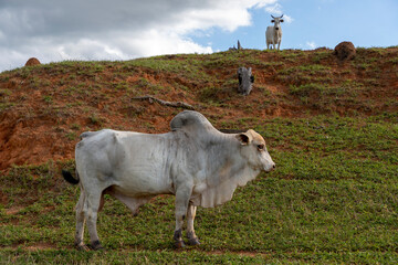 Wall Mural - Nelore bull in green pasture