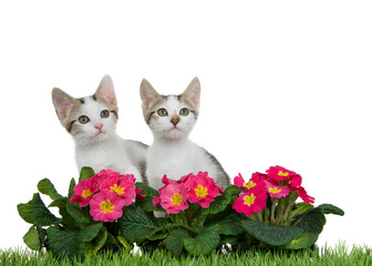 Wall Mural - Portrait of two white and grey tabby kittens sitting behind pink and yellow primrose flowers with green grass in front, isolated on white. Looking up